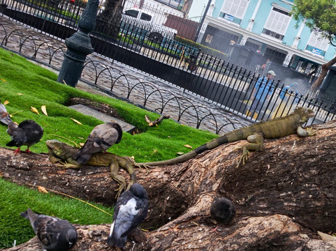 Parque Seminario-瓜亚基尔必去景点