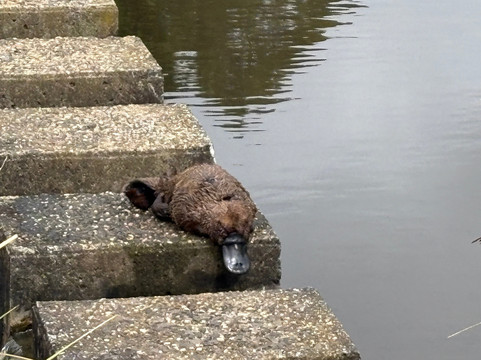 The Tasmanian Arboretum-Devonport必去景点