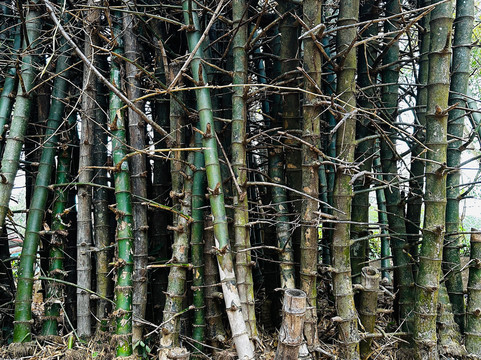 Thattekad Bird Sanctuary-Thattekad必去景点