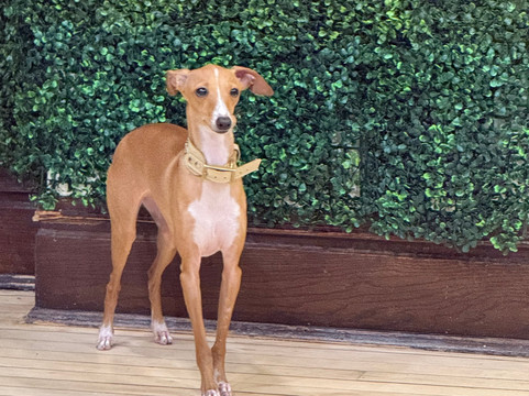 CuddlePups-芝加哥必去景点