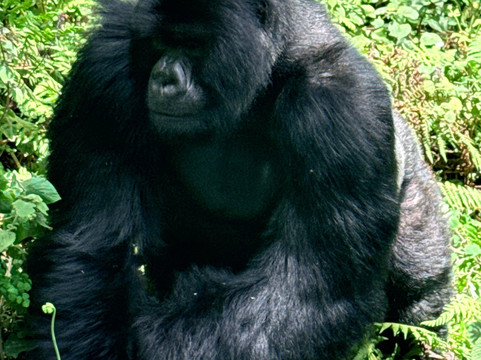 Umubano Tours - Day Tours-Ruhengeri必去景点