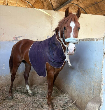 ACE - Animal Care in Egypt-卢克索必去景点