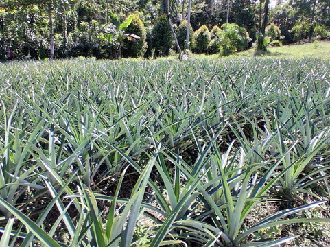 Finca Sura-Puerto Viejo de Sarapiqui必去景点