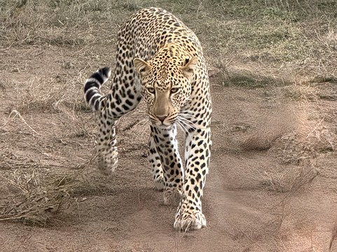 Savannah Explorers Limited-阿鲁沙必去景点