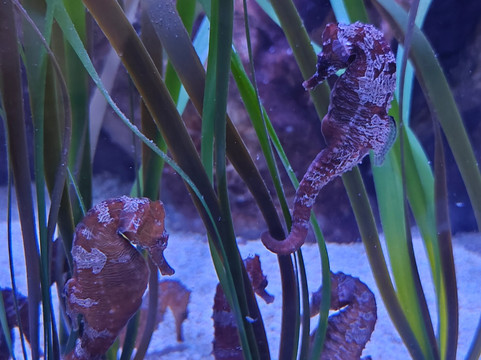 Sea Life Blankenberge-布朗肯堡必去景点