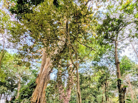 Jardin des Plantes et de la Nature-Porto-Novo必去景点