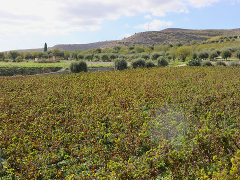 Tenuta Palmeri-Avola必去景点