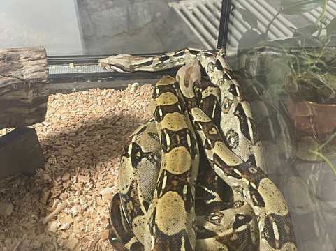 Zoo Ramnicu Valcea-勒姆尼库沃尔恰必去景点