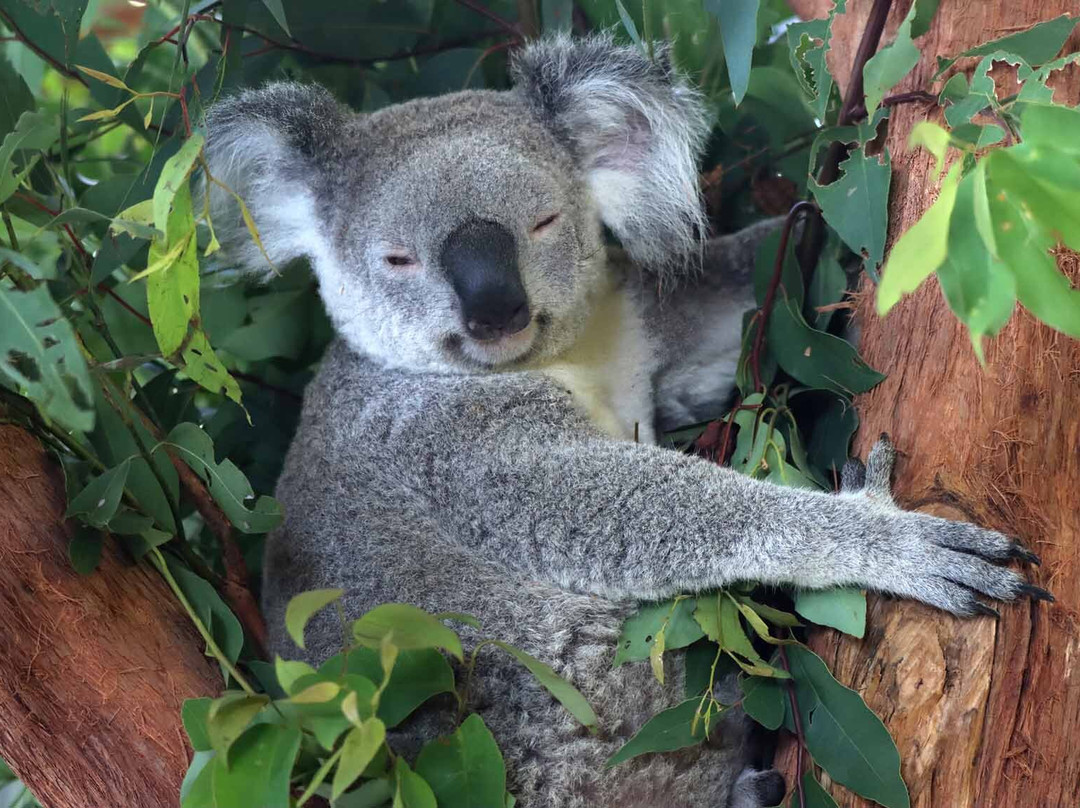Billabong Zoo Koala & Wildlife Park-麦克夸利港必去景点