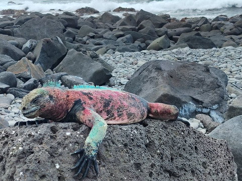 Fragata Yacht-Baltra必去景点