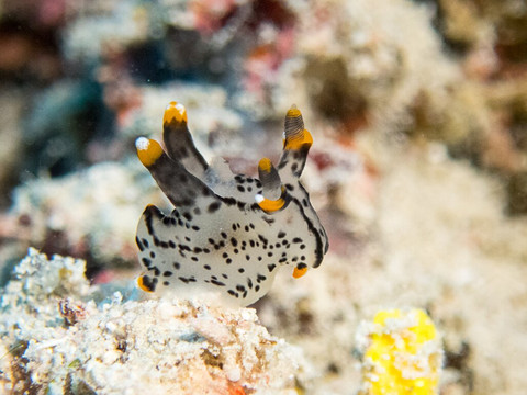 DivePoint Rannalhi-绚丽岛必去景点