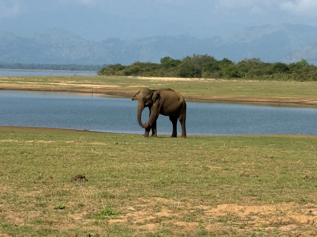 Udawalawe Safari Tours-乌达瓦拉维国家公园必去景点