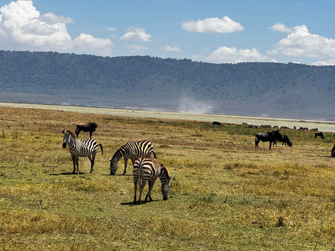 Still Waters Safaris Tanzania-阿鲁沙必去景点