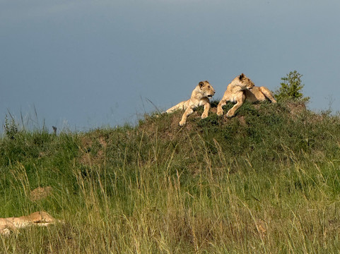 JungleRoam Safaris (Kenya)-内罗毕必去景点