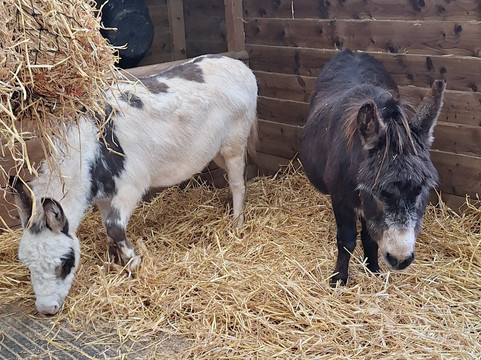 Small Breeds Farm Park-Kington必去景点