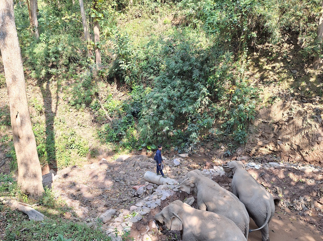 Mekong Elephant Park-北宾必去景点