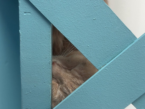 Purrfect Day Cafe Covington-卡温顿必去景点