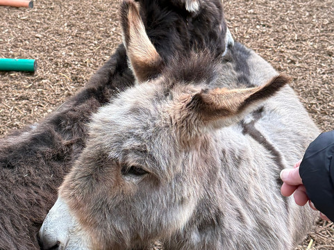 怀特岛毛驴之家-文特诺必去景点