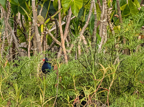 Panama Road Trips-巴拿马城必去景点