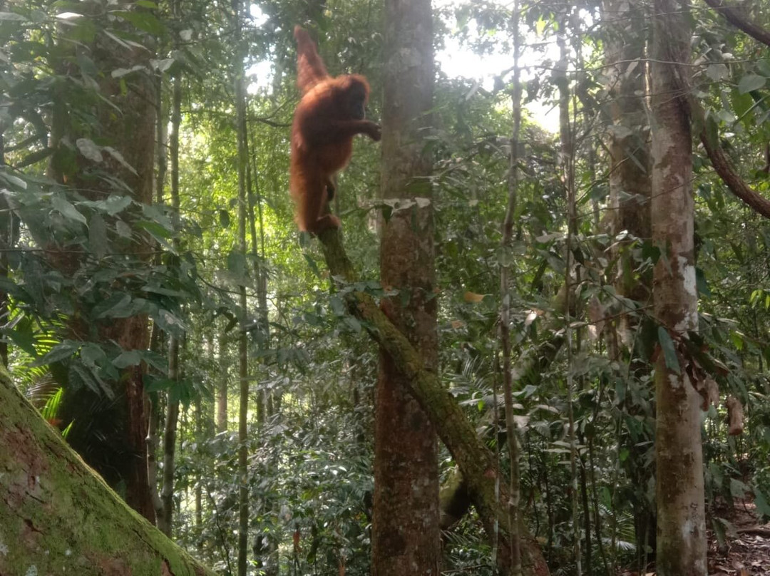 Sumatra EcoVentures-武吉拉旺必去景点
