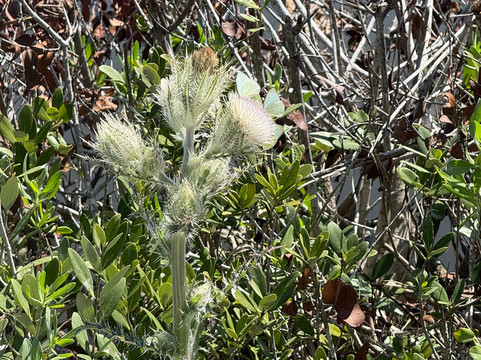 Merritt Island National Wildlife Refuge-Merritt Island必去景点