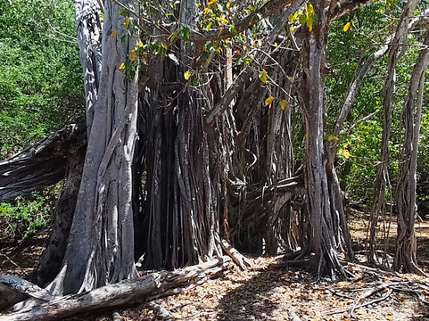 Catamaran Bwa Drese-Le Robert必去景点