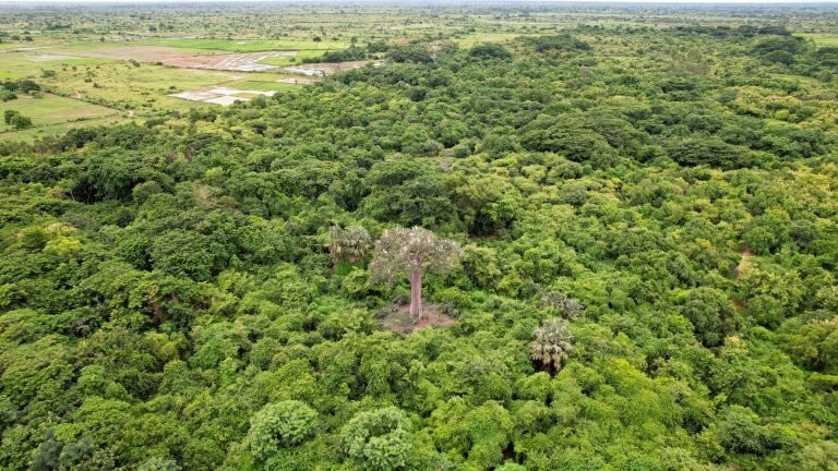 Zazamalala Wildlife Centre-Morondava必去景点