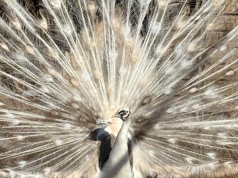 Peacocks Uk-Kempsey必去景点