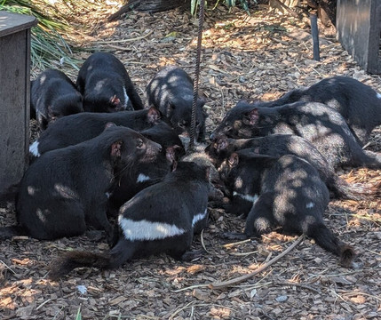 Trowunna Wildlife Sanctuary-茉莉溪必去景点