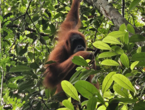Sumatra Tour Adventures-武吉拉旺必去景点