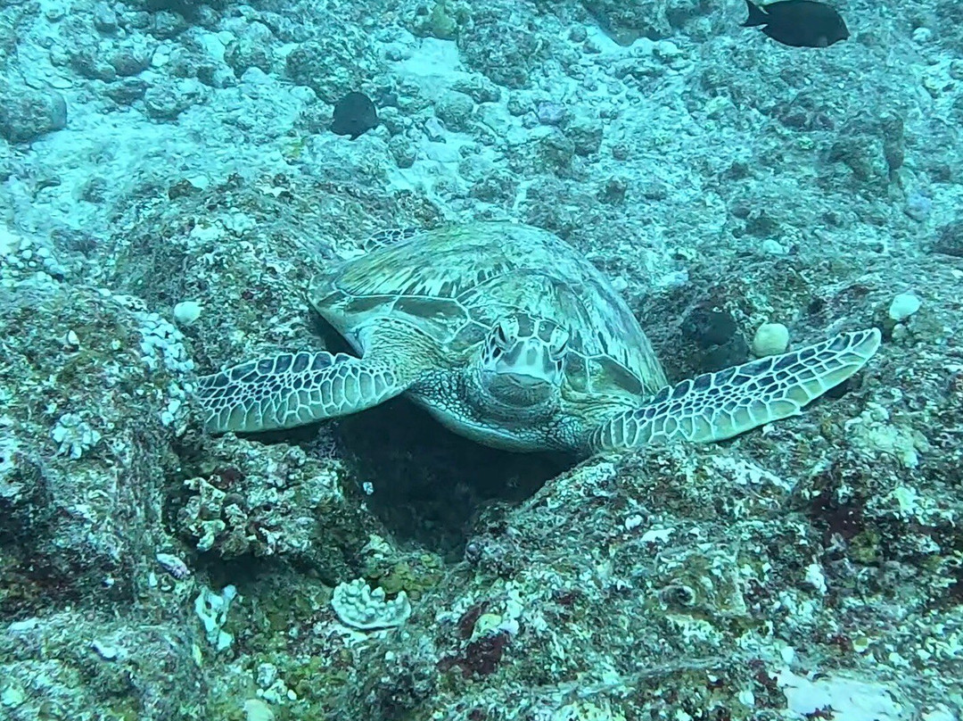 Bigorno Diving Center Mauritius-卓欧毕雪必去景点