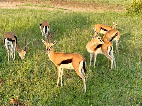 Masai Mara National Reserve-纳罗克必去景点