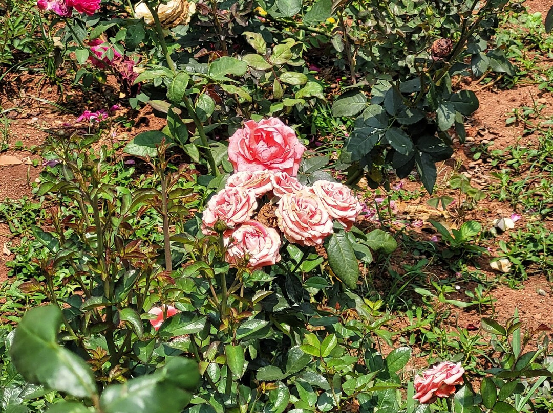 Raja's Seat-马蒂科里必去景点