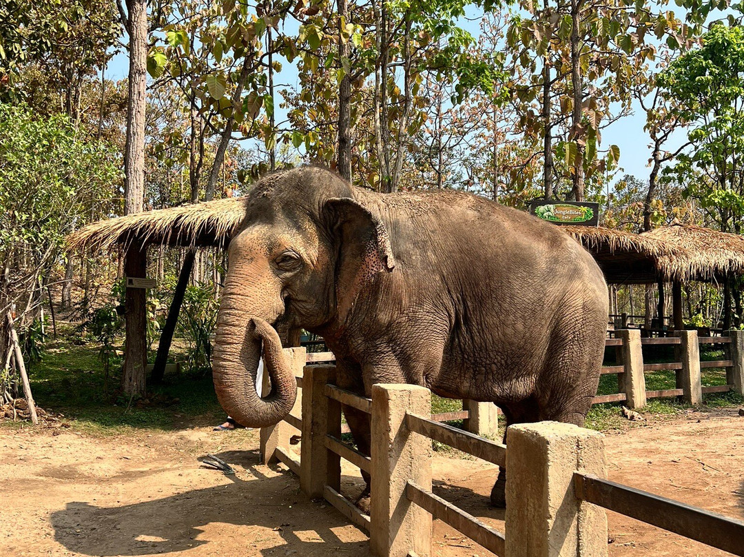 Maerim Elephant Sanctuary-夜林必去景点