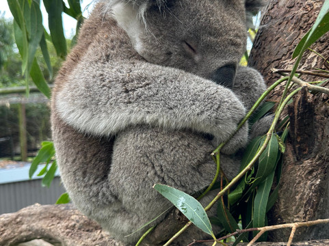 大洋路野生动物公园-Princetown必去景点