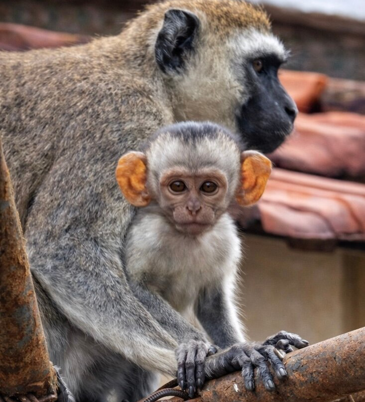 The Olmalaika Trust-Sekenani必去景点
