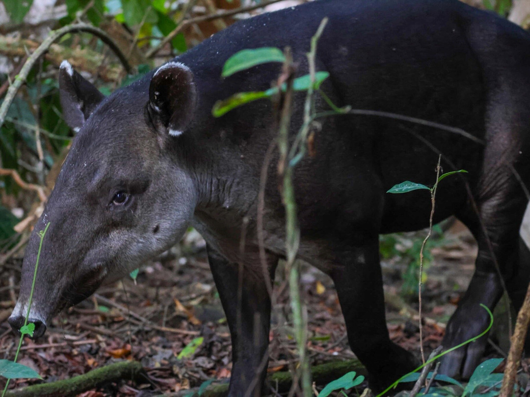 Osa Green Travel-希门尼斯港必去景点