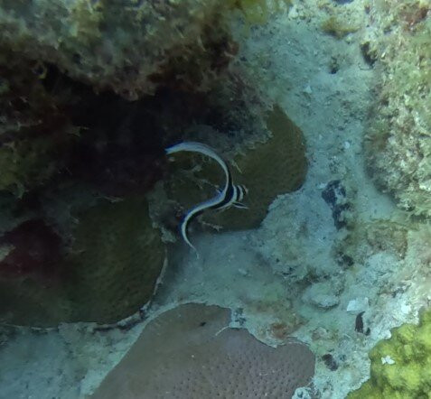 Scubafun-Bayahibe必去景点