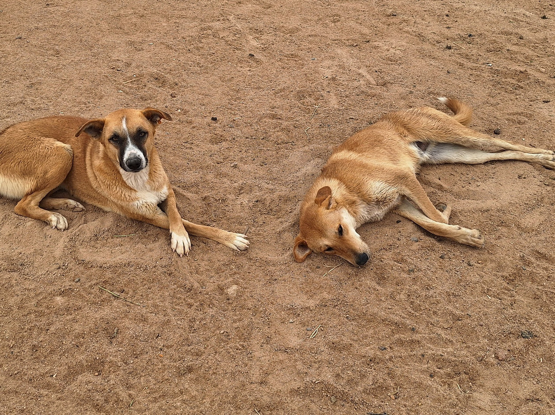 Yallahorse Stable-艾高娜必去景点