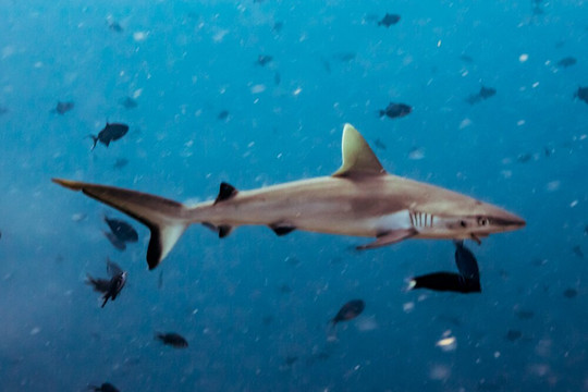 Scuba Journey-乌库拉斯必去景点