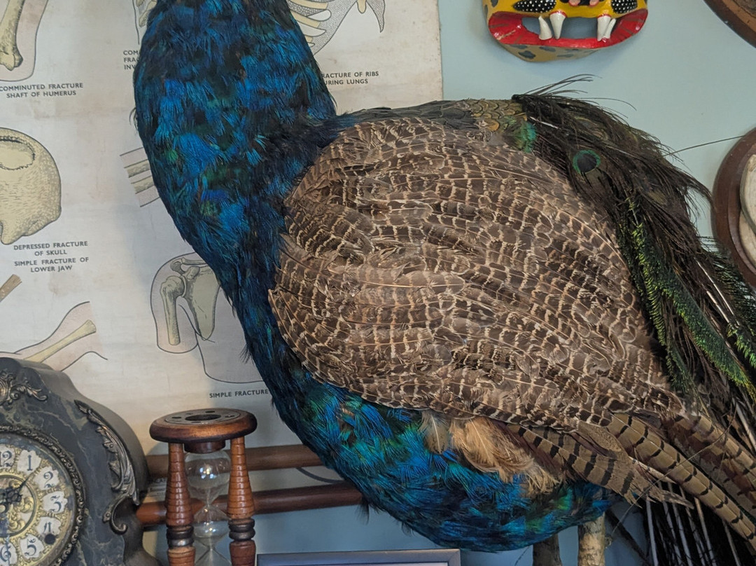 Morbitorium-卡菲利必去景点