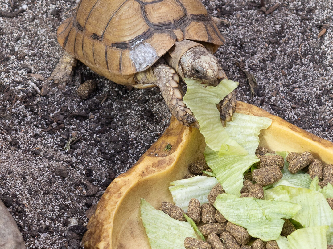 Plantasia Tropical Zoo-斯温西必去景点