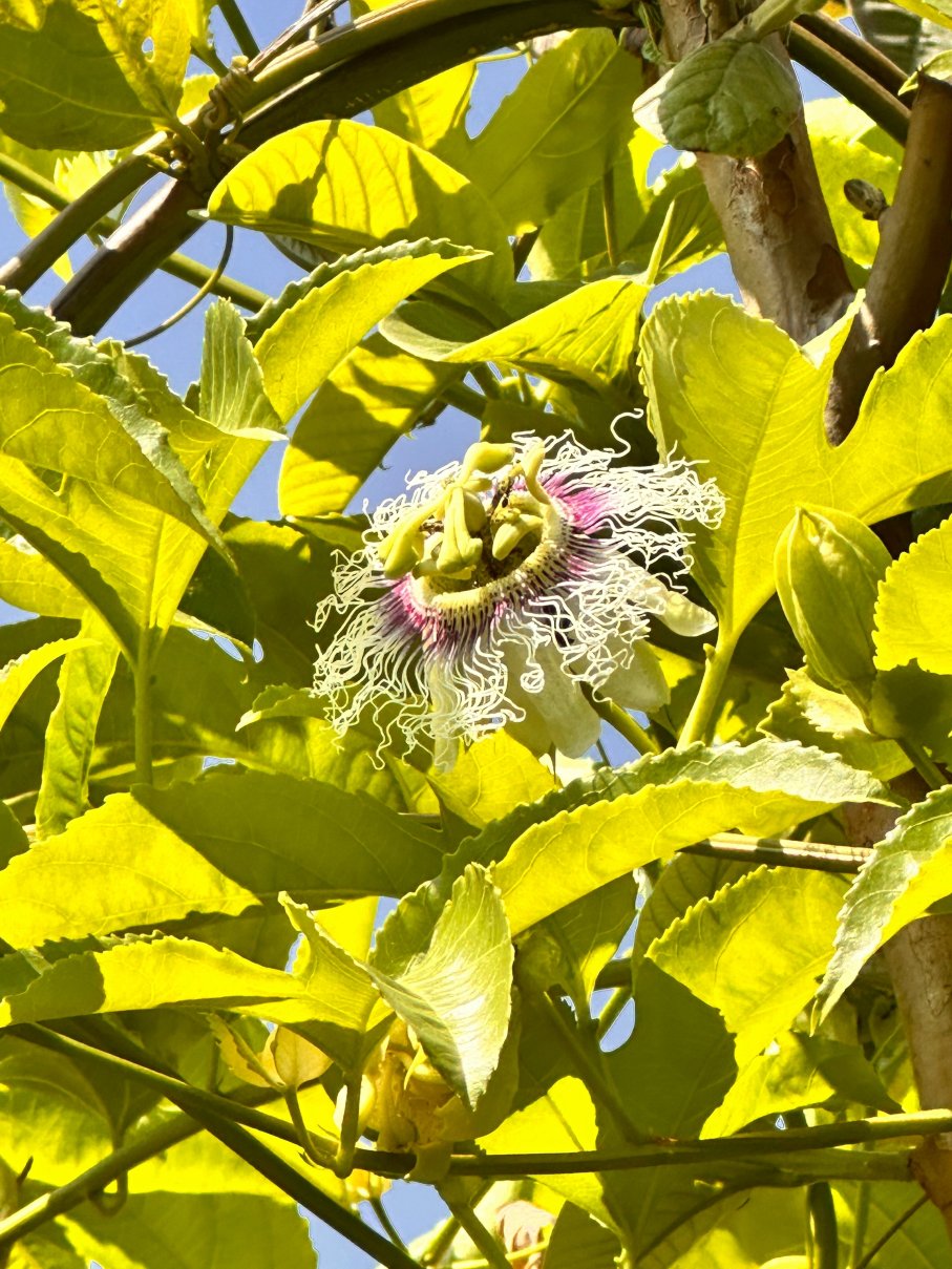 Forest Side Farm - Homestay at Kotabagh Near Nainital and Jim Corbett-官方