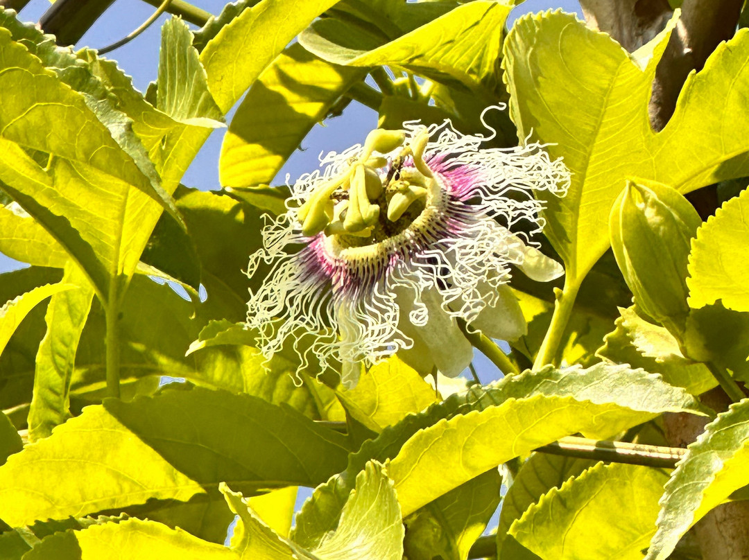 Forest Side Farm - Homestay at Kotabagh Near Nainital and Jim Corbett主图