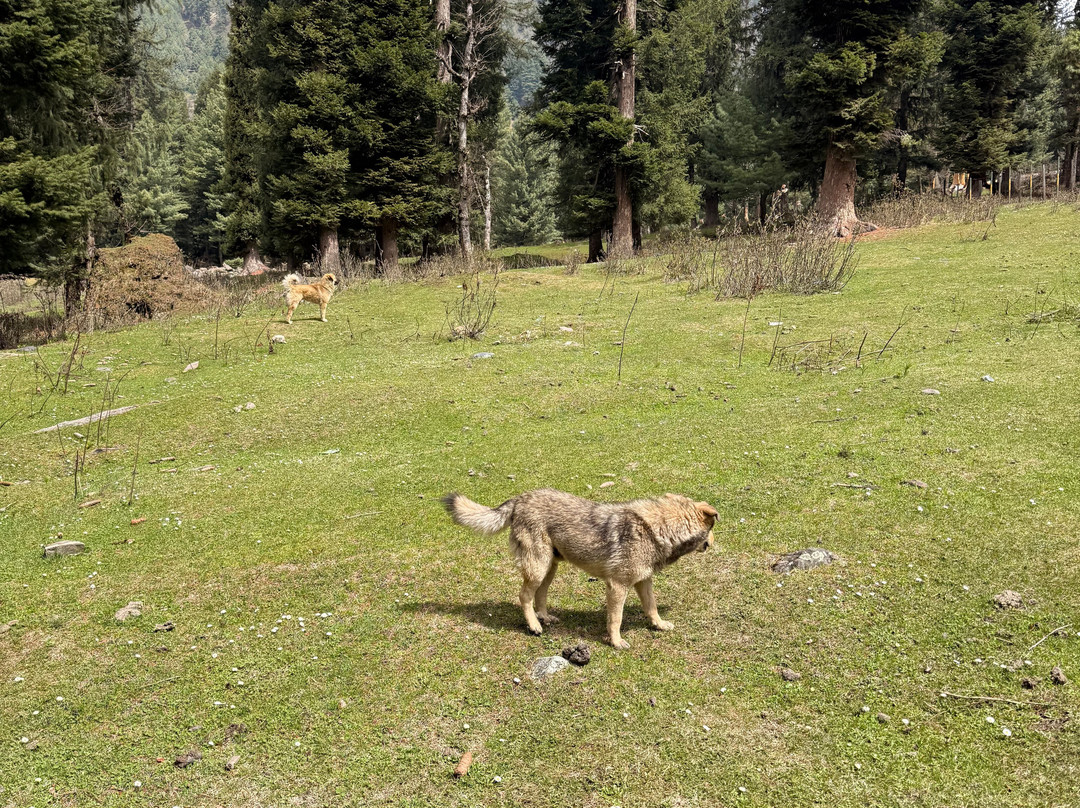 The Woodswalk Treks And Tours-帕哈甘必去景点