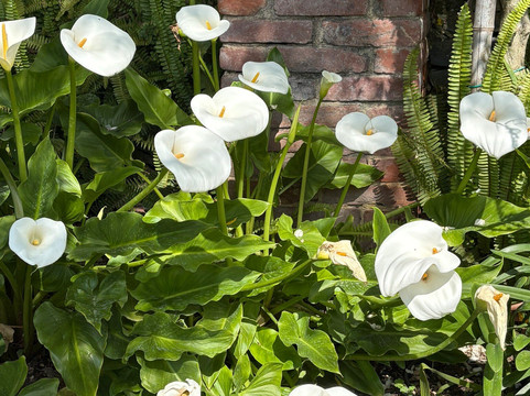 I Giardini Di Villa Della Pergola-阿拉西奥必去景点