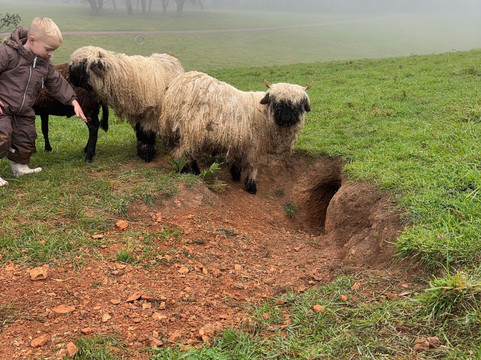 Kenzell Farm-Oberon必去景点
