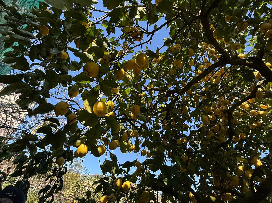 Azienda Agrituristica Il Turuziello-马萨卢布伦塞必去景点