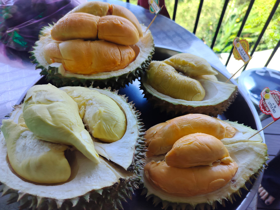 Durian Tree House