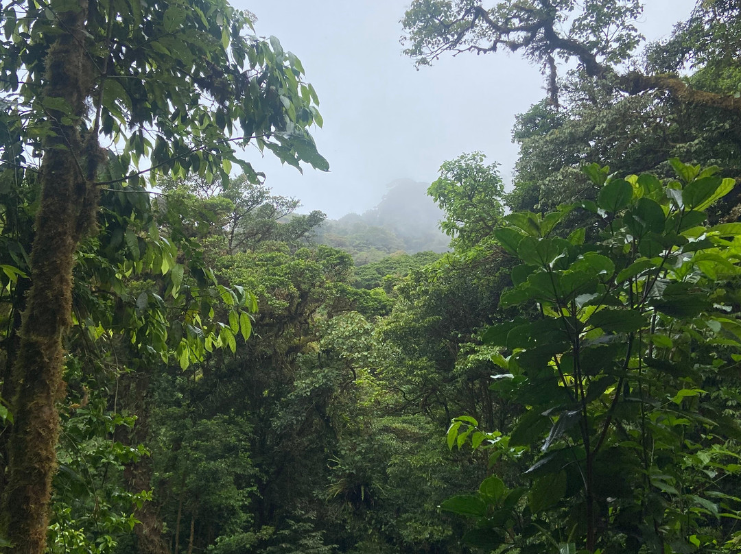 Monteverde Cloud Forest Biological Reserve-蒙特维多云雾森林自然保护区必去景点